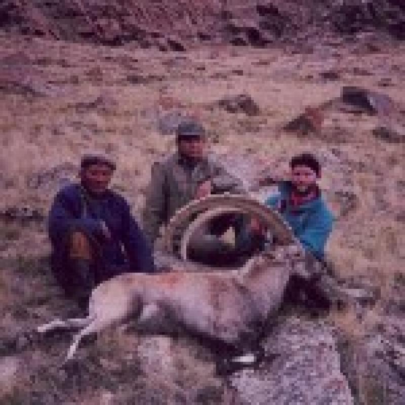 HethAlan heth with gold medal #12 SCI High Altai Mongolian Ibex