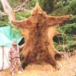 monson_ak_bear