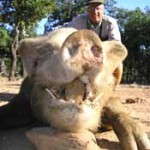 Ekkebusdrhino