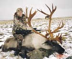 schwingle_caribou