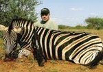 scheelsteve_sheels_zebra_web
