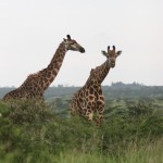 Giraffes