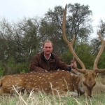 Axis Deer
