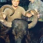 Asian Water Buffalo