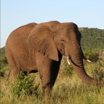 Zulu Nylal 3 (2)